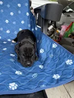 Black Female green collar, a female Cane Corso for sale in Lula, GA – 6 of 6