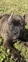 Brindle boy, a male Cane Corso for sale in Lula, GA – 2 of 9