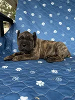 Brindle boy , a male Cane Corso for sale in Lula, GA – 5 of 6