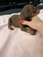 Red female , a female Doberman Pinscher for sale in Lula, GA – 2 of 7