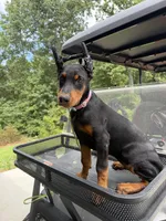 Zara, a female Doberman Pinscher for sale in Lula, GA – 5 of 7