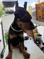 Lime green collar , a female Doberman Pinscher for sale in Lula, GA – 5 of 5