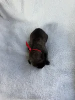 Brindle male red collar, a male Cane Corso for sale in Lula, GA – 4 of 6