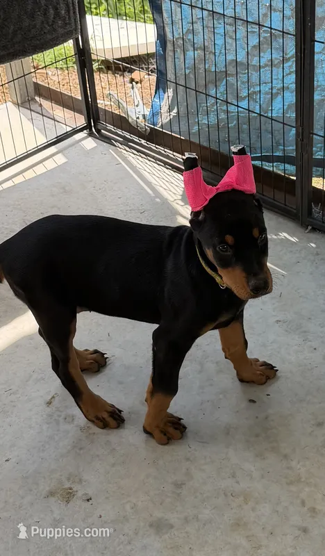 Black female yellow collar  – Doberman Pinscher puppy for sale in Lula, GA