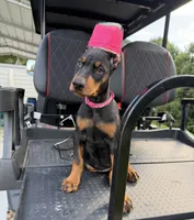 Black female pink collar , a female Doberman Pinscher for sale in Lula, GA – 4 of 5