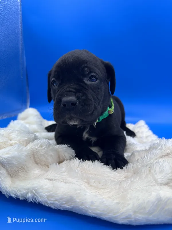 Black boy, green collar