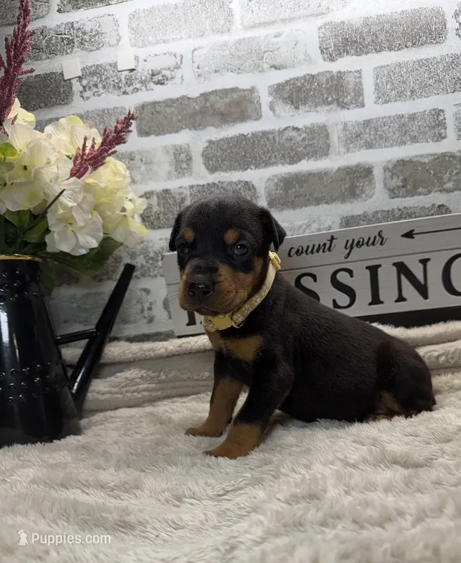 Black male tan collar  – Doberman Pinscher puppy for sale in Lula, GA