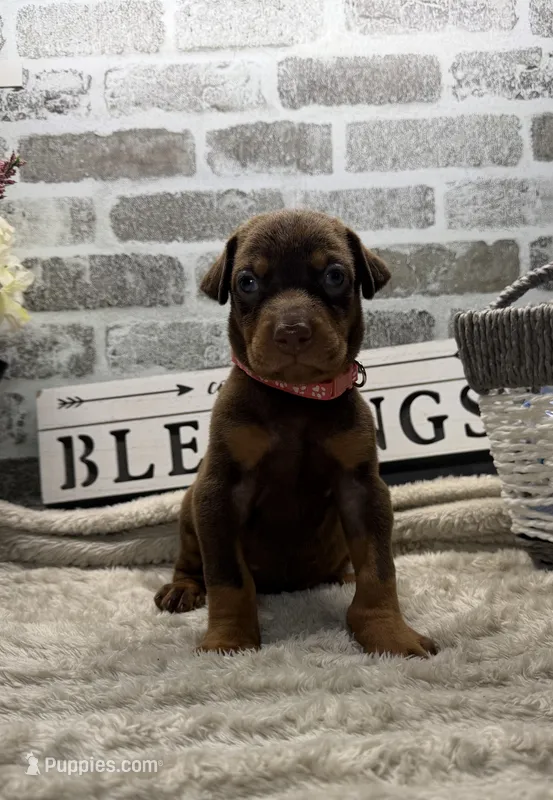 Red female pink collar  – Doberman Pinscher puppy for sale in Lula, GA