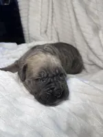 Formantino female , a female Cane Corso for sale in Lula, GA – Photo 6 of 7