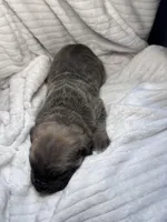 Formantino female , a female Cane Corso for sale in Lula, GA – Photo 7 of 7