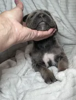 Formantino female , a female Cane Corso for sale in Lula, GA – Photo 3 of 7