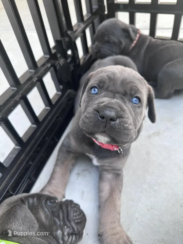 Blue female with fawn points , a female Cane Corso for sale in Lula, GA – Photo 1 of 5