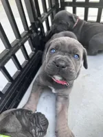 Blue female with fawn points , a female Cane Corso for sale in Lula, GA – Photo 1 of 5