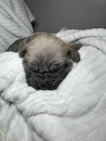 Formantino female , a female Cane Corso for sale in Lula, GA – Photo 5 of 7