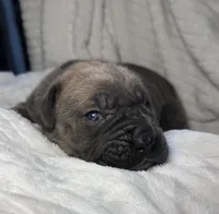 Formantino female , a female Cane Corso for sale in Lula, GA – Photo 1 of 7