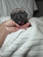 Formantino female , a female Cane Corso for sale in Lula, GA – Photo 4 of 7