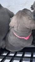 Blue female with fawn points , a female Cane Corso for sale in Lula, GA – Photo 2 of 5