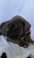 Blue female with fawn points , a female Cane Corso for sale in Lula, GA – Photo 3 of 5