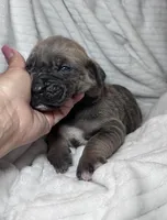 Formantino female , a female Cane Corso for sale in Lula, GA – Photo 2 of 7