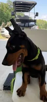 Zara, a female Doberman Pinscher for sale in Lula, GA – 6 of 7