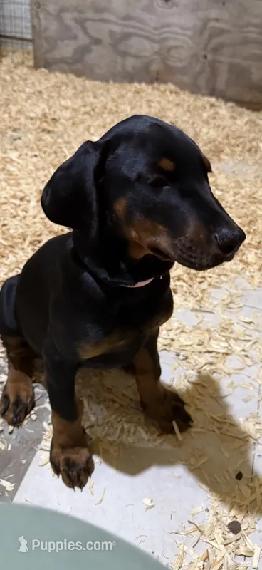 Black female pink collar  – Doberman Pinscher puppy for sale in Lula, GA