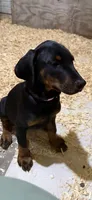 Black female pink collar , a female Doberman Pinscher for sale in Lula, GA – 1 of 8
