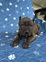 Brindle boy 2 , a male Cane Corso for sale in Lula, GA – 4 of 5