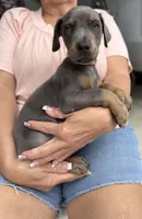 Blue male red collar , a male Doberman Pinscher for sale in Lula, GA – 4 of 6