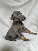 Blue, a female Doberman Pinscher for sale in Lula, GA – 3 of 6