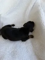 Black male, a male Doberman Pinscher for sale in Lula, GA – 4 of 4