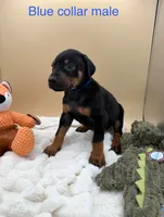 processed/1d69eca0-88fe-44ac-86a6-6f67cd0775ef/listing/b5dd0037-460a-422c-afc8-cdbc1e9e36f3/e751935f-dd4d-441b-8ba4-fc07b4b31fea