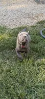 Blue girl pink collar. , a female Cane Corso for sale in Lula, GA – 2 of 10