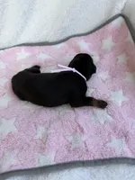 Black female w/ pink collar, a female Doberman Pinscher for sale in Lula, GA – 4 of 4