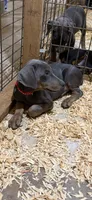 Blue male red collar , a male Doberman Pinscher for sale in Lula, GA – 2 of 7