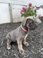 Blue female fawn points ears cropped , a female Cane Corso for sale in Lula, GA – 4 of 5