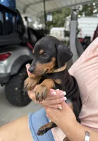 Black female tan collar , a female Doberman Pinscher for sale in Lula, GA – 4 of 5