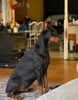 Blue, a female Doberman Pinscher for sale in Lula, GA – 5 of 6