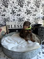 Red female green collar, a female Doberman Pinscher for sale in Lula, GA – 4 of 7