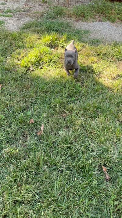 Blue girl pink collar. , a female Cane Corso for sale in Lula, GA – 6 of 10