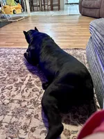 Black girl with red hugh, a female Cane Corso for sale in Lula, GA – Photo 8 of 8