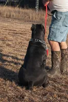 Black girl with red hugh, a female Cane Corso for sale in Lula, GA – Photo 6 of 8
