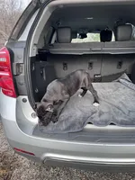 Black girl with red hugh, a female Cane Corso for sale in Lula, GA – Photo 4 of 8