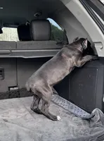 Black girl with red hugh, a female Cane Corso for sale in Lula, GA – Photo 3 of 8