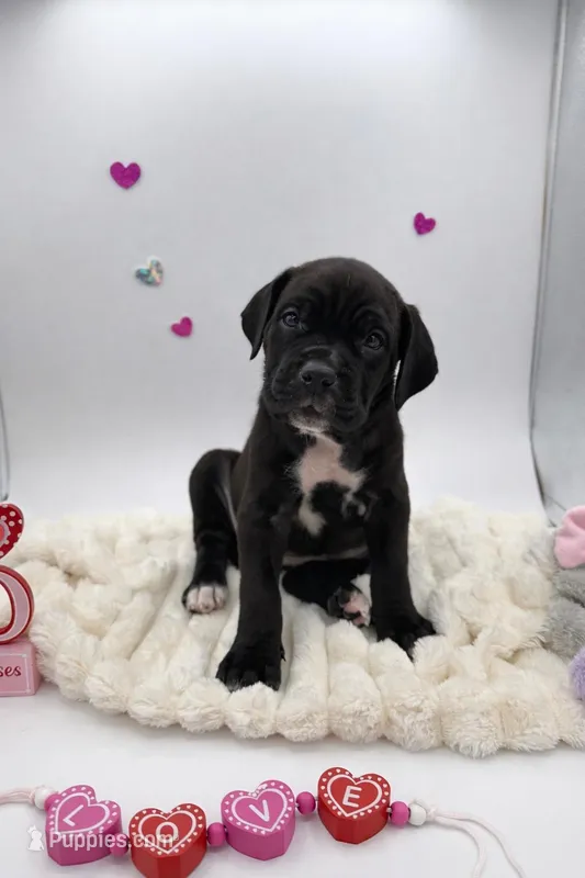 Black girl pink print collar