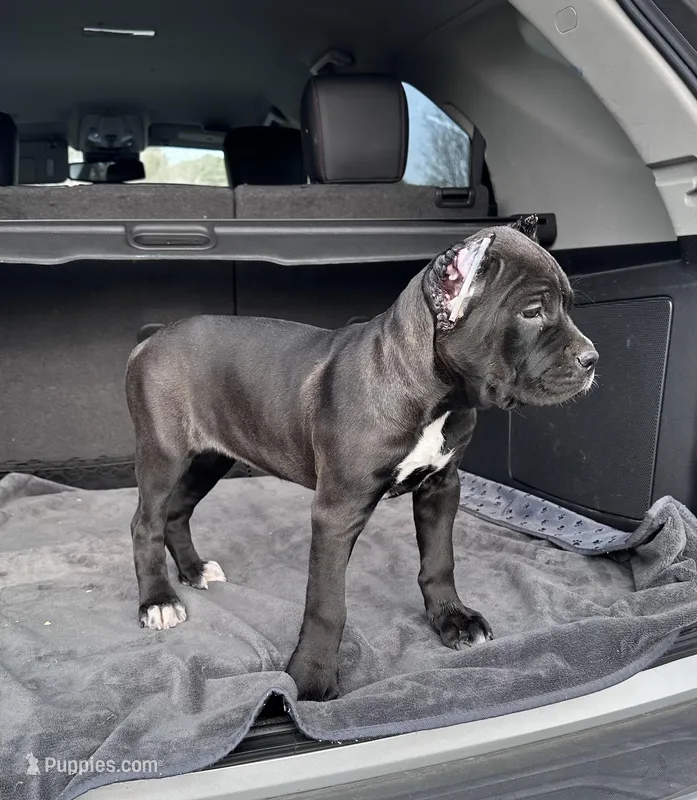 Black girl with red hugh