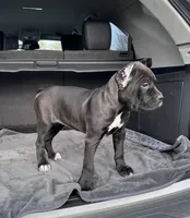 Black girl with red hugh, a female Cane Corso for sale in Lula, GA – Photo 1 of 8