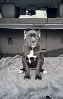 Black girl with red hugh, a female Cane Corso for sale in Lula, GA – Photo 2 of 8