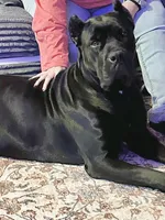 Black girl with red hugh, a female Cane Corso for sale in Lula, GA – Photo 7 of 8