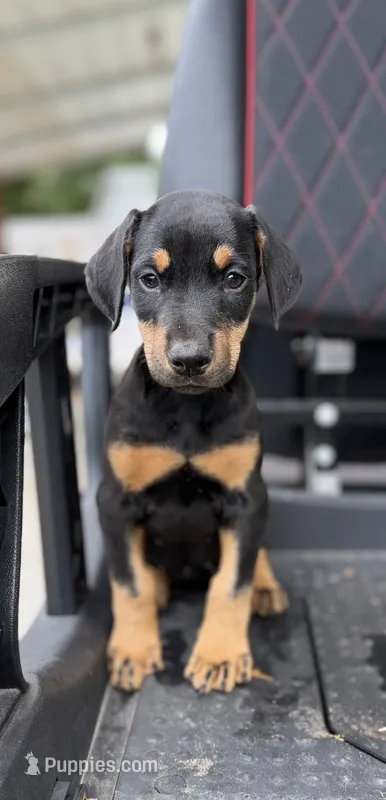 Black Female – Doberman Pinscher puppy for sale in Lula, GA