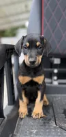 Black Female, a female Doberman Pinscher for sale in Lula, GA – 1 of 4